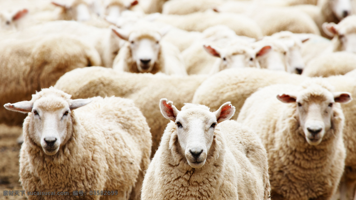 绵羊图片素材 羊 绵羊 羊群 畜牧业 动物世界 动物摄影 陆地动物 生物世界