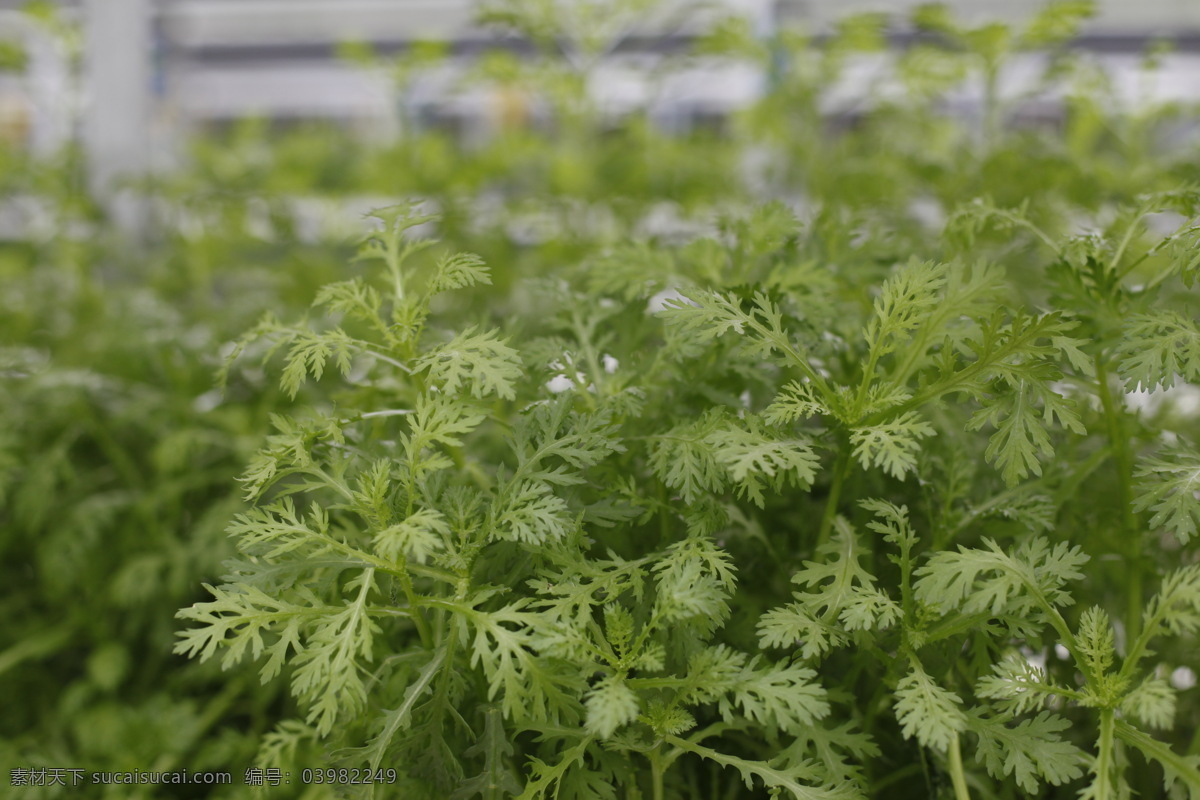 高科技农业 高科农业 生菜 无土栽培 植物园 景观 绿化 科技农业 水培蔬菜 水培植物 农作物 茼蒿 现代科技 农业生产