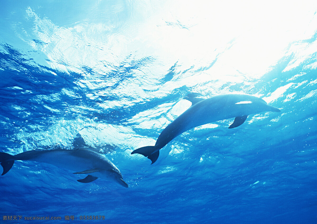 海洋 中 海豚 动物世界 生物世界 海底生物 海洋生物 野生动物 大海 水中生物