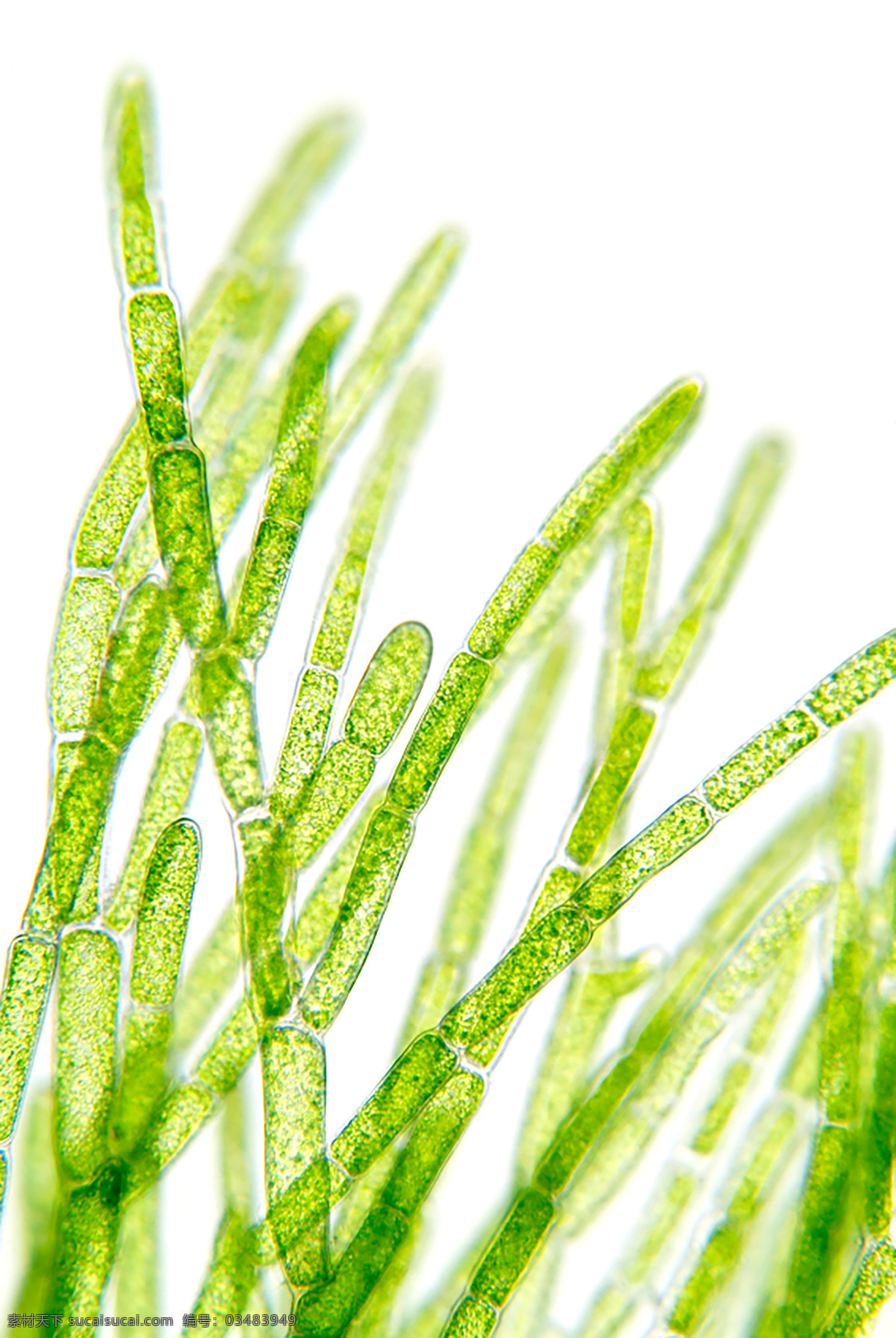 细胞结构 抽象纹理 绿色底图 抽象花纹 海藻类 绿叶