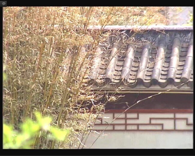 竹叶 青青 mov 多媒体设计 高清晰 山林 视频编辑 源文件库 竹林 竹子 自然人文 模板下载 竹叶青青 实拍视频