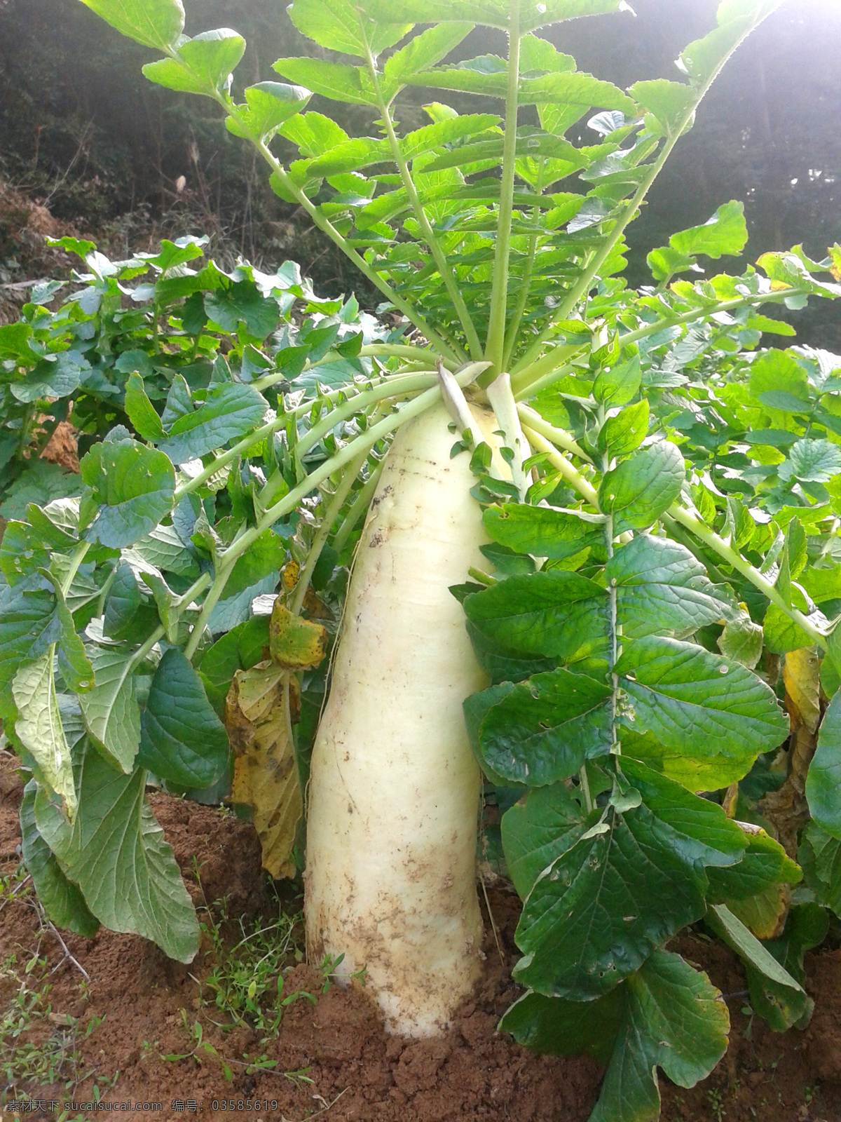 大萝卜 萝卜 白萝卜 杂交萝卜 酸萝卜 泡萝卜 摄影图片 生物世界 蔬菜