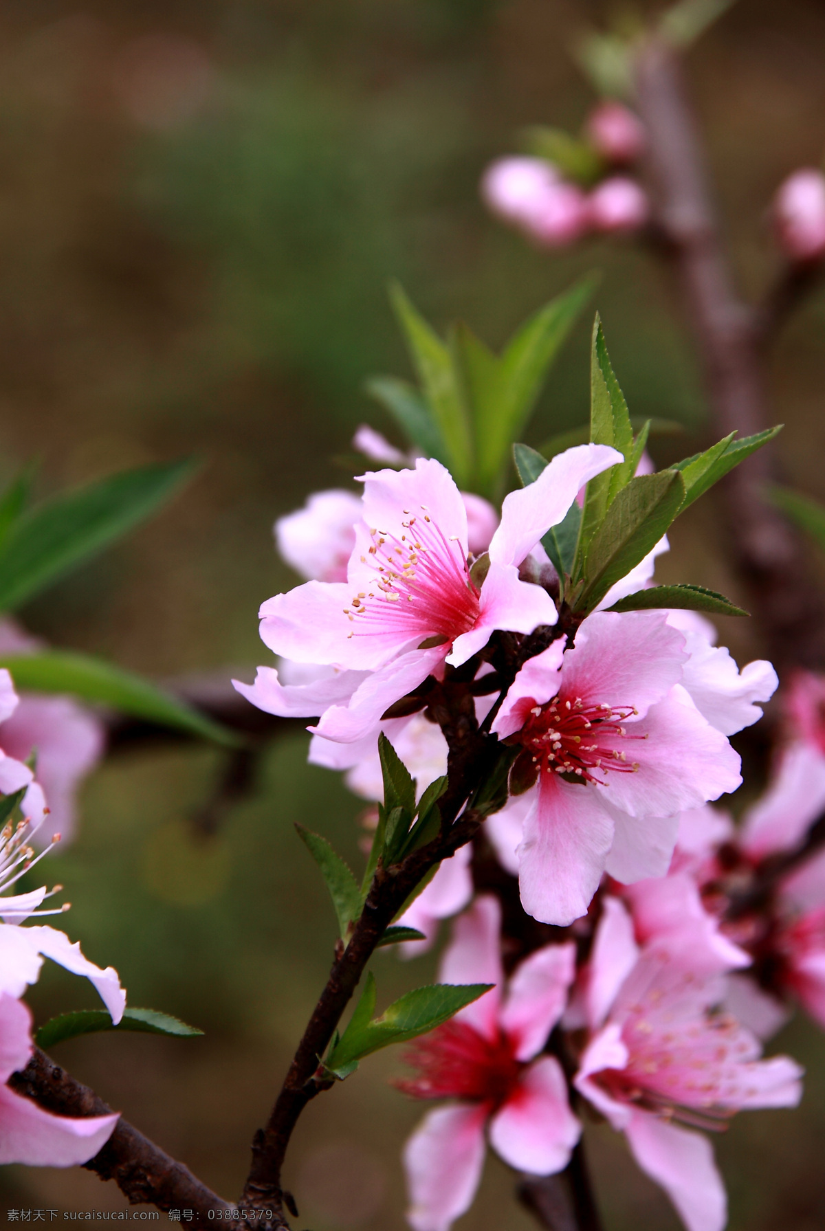 桃花系列 桃花 植物 摄影图片 生态 平面 照片 花卉 庭院盆栽 种植 水果 生物世界 花草