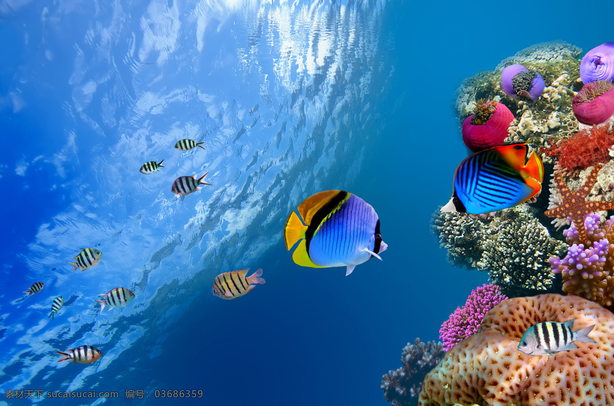 海底 美丽 鱼儿 鱼 鱼类动物 海底世界 海洋生物 水中生物 生物世界