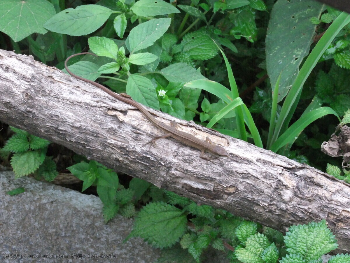 蜥蜴 花草 昆虫 生物世界 树木 阳光 蜥蜴特写
