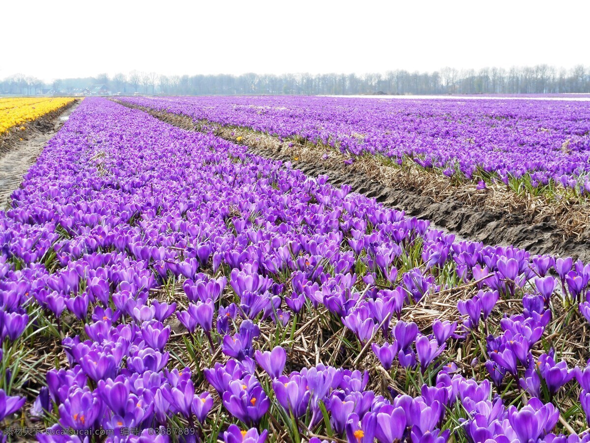 唯美 紫色 藏红花 高清 春天 百花盛开 紫色花海 番红花