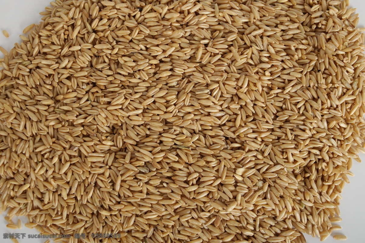 燕麦 杂粮 粮食 五谷 谷物 农产品 食物 食品 米面杂粮 餐饮美食 食物原料