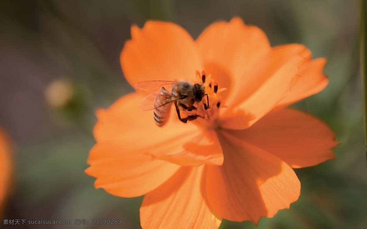 蜜蜂 小蜜蜂 昆虫 生物世界 bmp 黄色