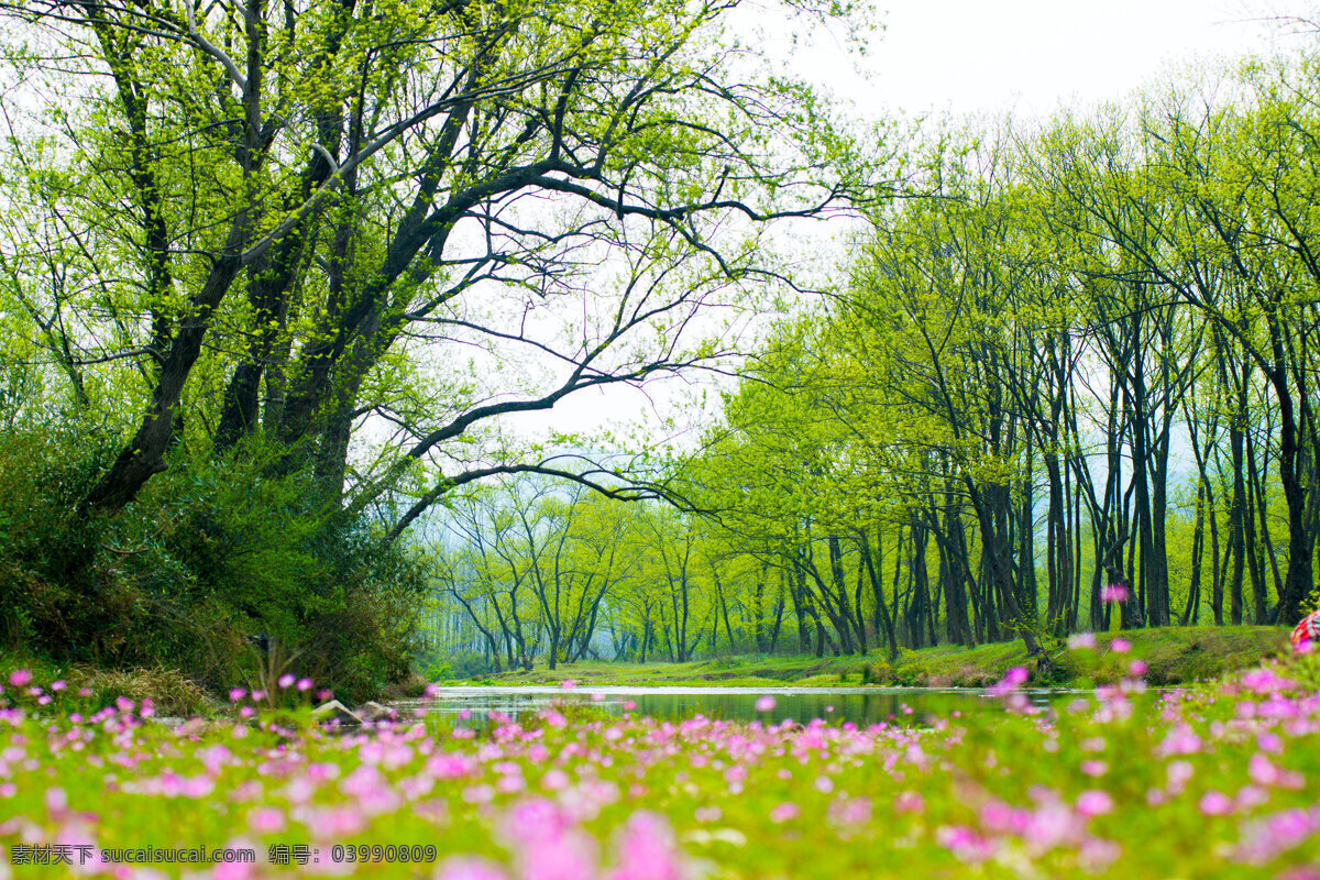 小河美景 小河 自然风光 花草 柳树 天空 大别山一景 自然景观 田园风光
