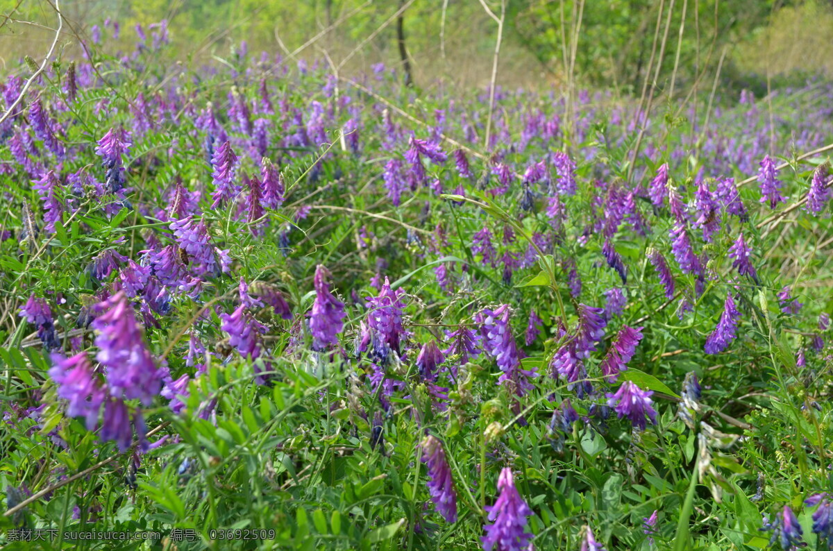野豌豆花 嵖岈山 风景 紫色 绿色 自然风光 绿色叶子 野豌豆 花草 生物世界