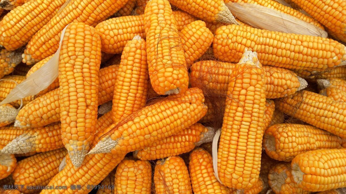 玉米 干玉米 玉米棒子 苞米 包谷 农作物 农产品 粮食 食物 玉米粒 餐饮美食 食物原料