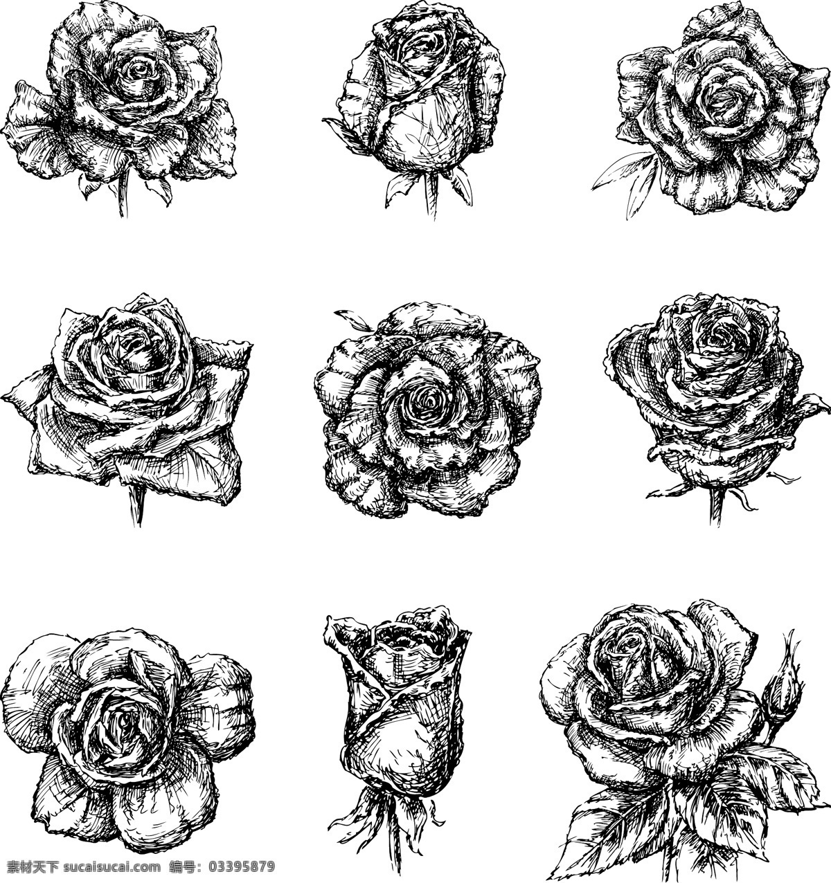 黑白 素描 玫瑰花 插画 植物 唯美 花朵 艺术