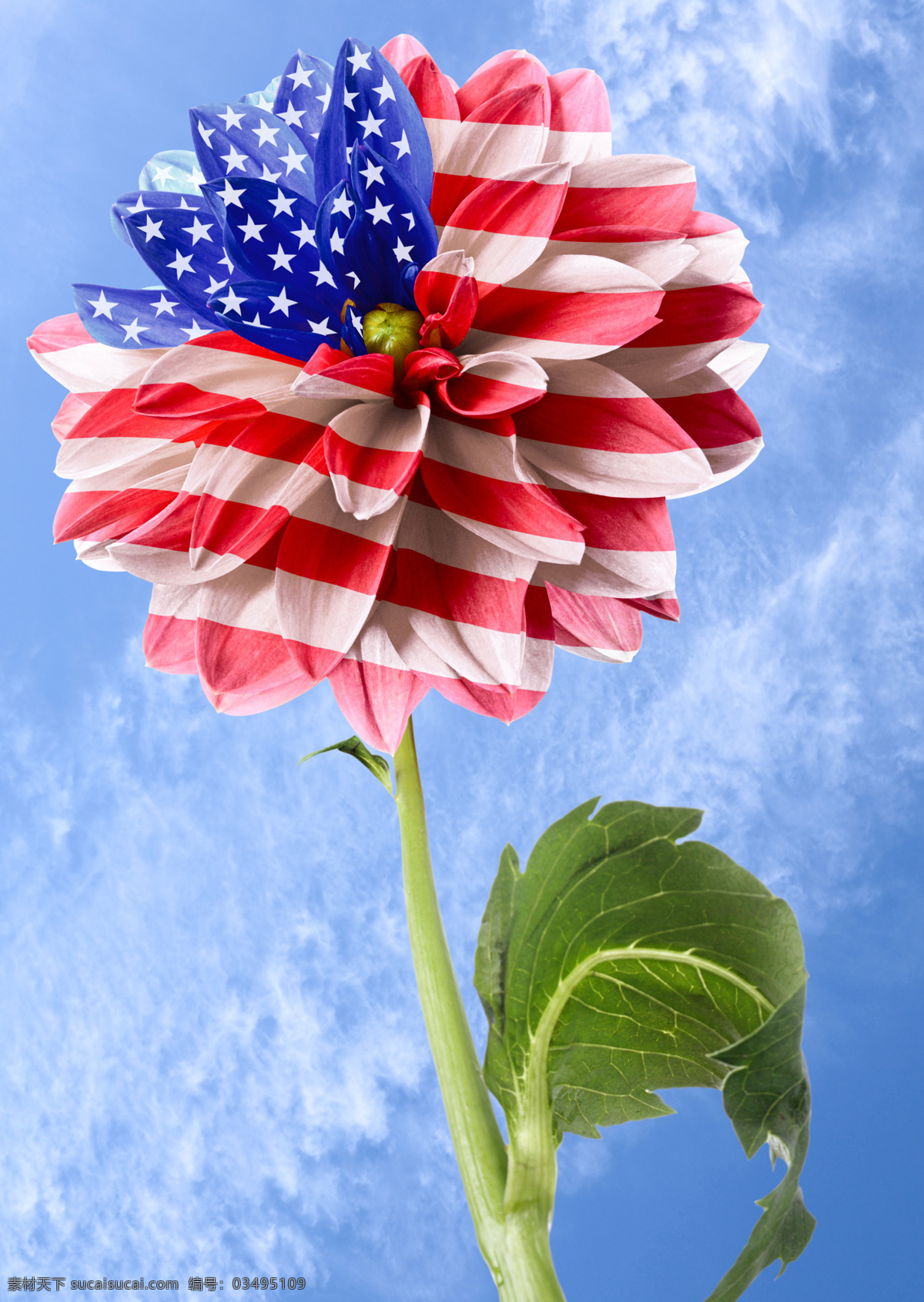 美国 国旗 向日葵 蓝天 高清 自然景观