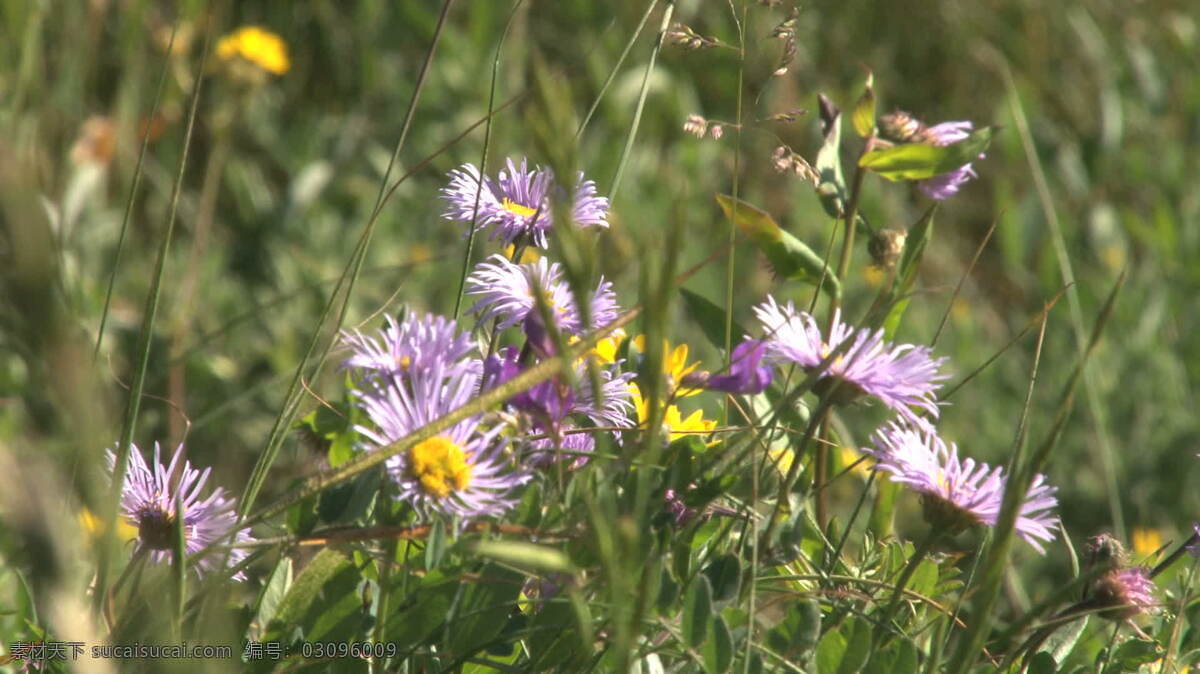 科罗拉多州 夏季 紫色 花朵 股票 视频 花 季节 美国 山 夏天 植物