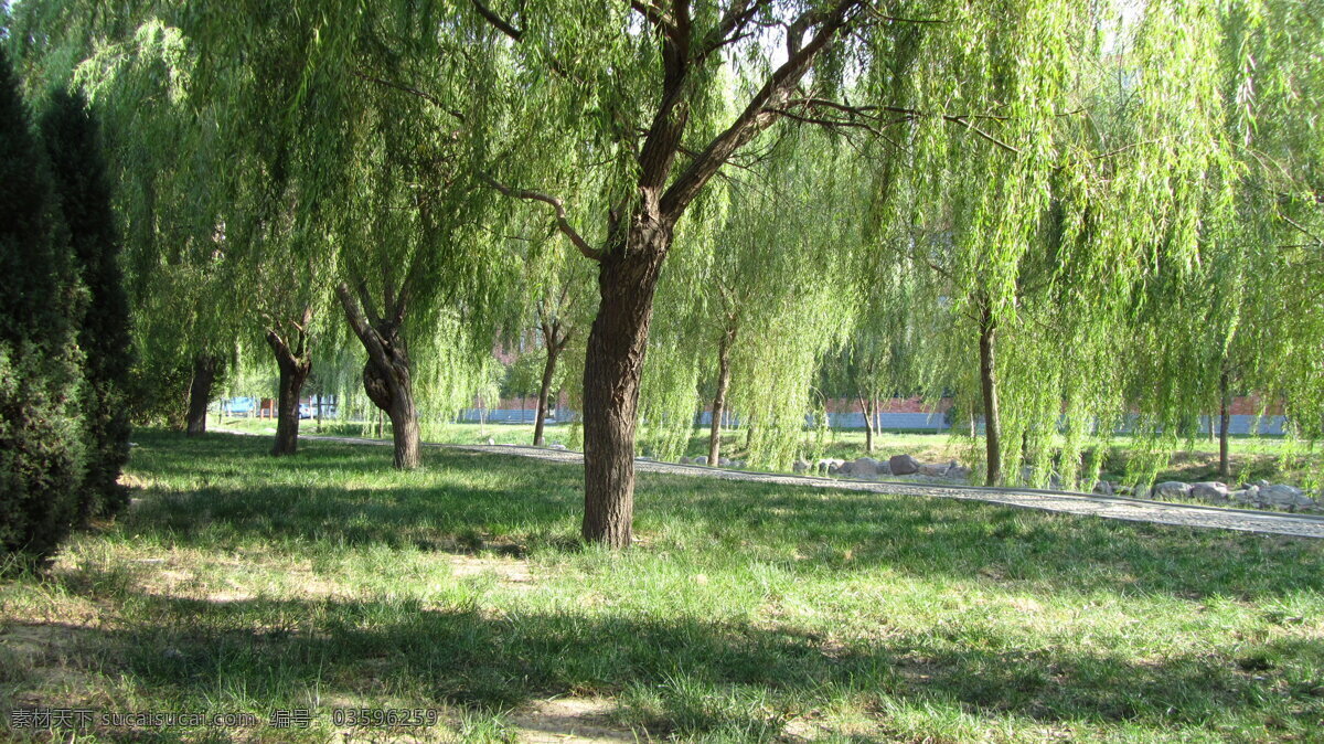 夏日 杨柳 垂柳 晴天 斜影 小湖 风景 生活 旅游餐饮