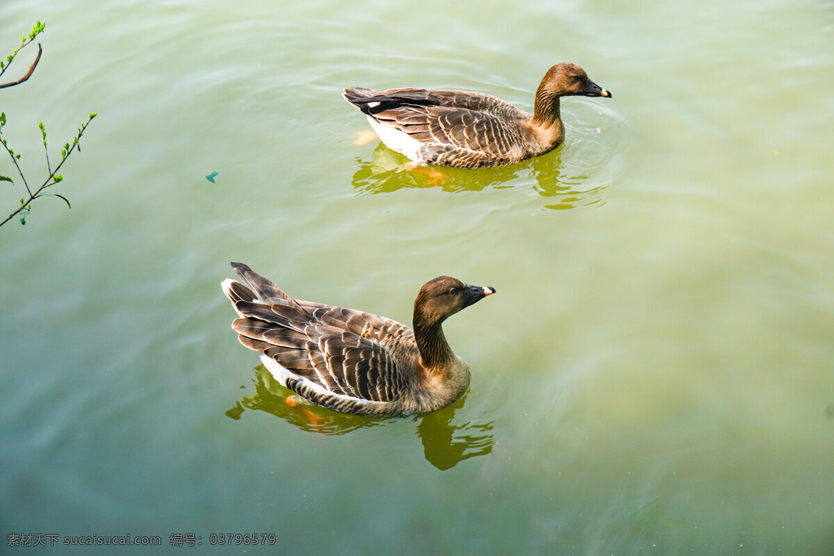 池塘 里面 一对 游泳 野鸭 一对鸭子 动物 水里动物 游泳的动物 鸭子 千库原创
