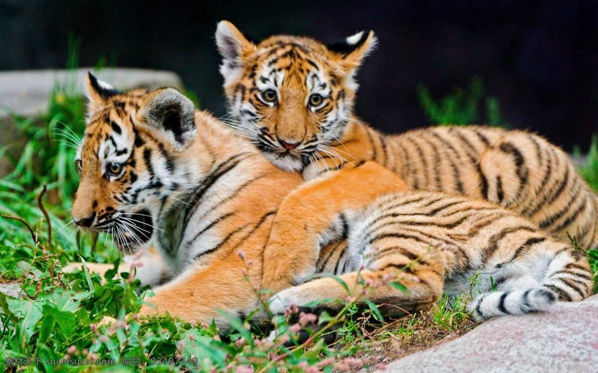 虎 老虎 猛兽 猫科动物 虎纹 老虎摄影 飞禽走兽 生物世界 野生动物