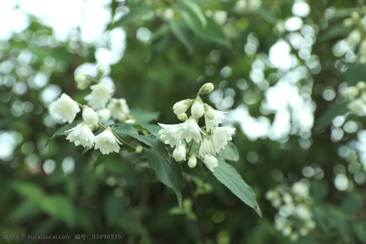 植物 白色花 绽放的茉莉 茉莉花开 茉莉 自然景观 自然风景