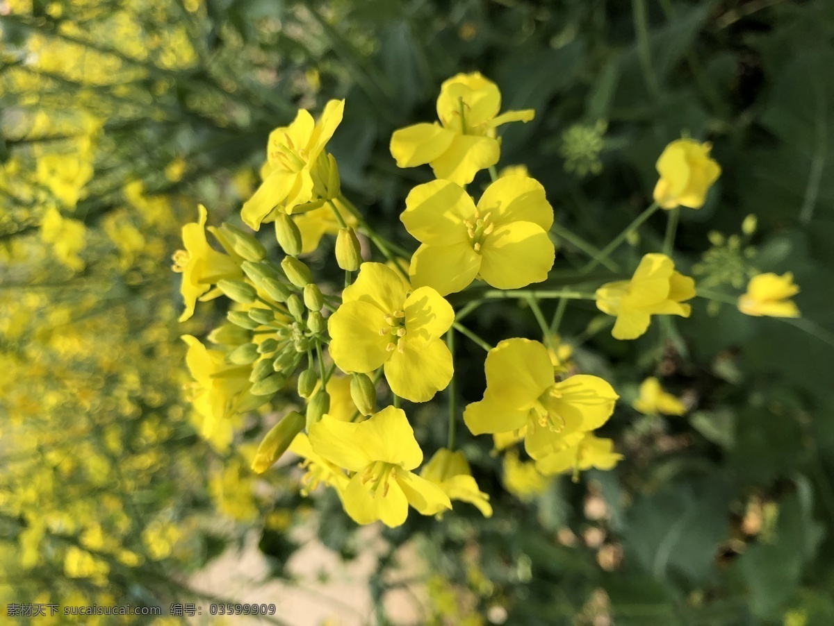 春天的油菜 黄色花朵 菜籽 油菜花朵 生物世界 花草