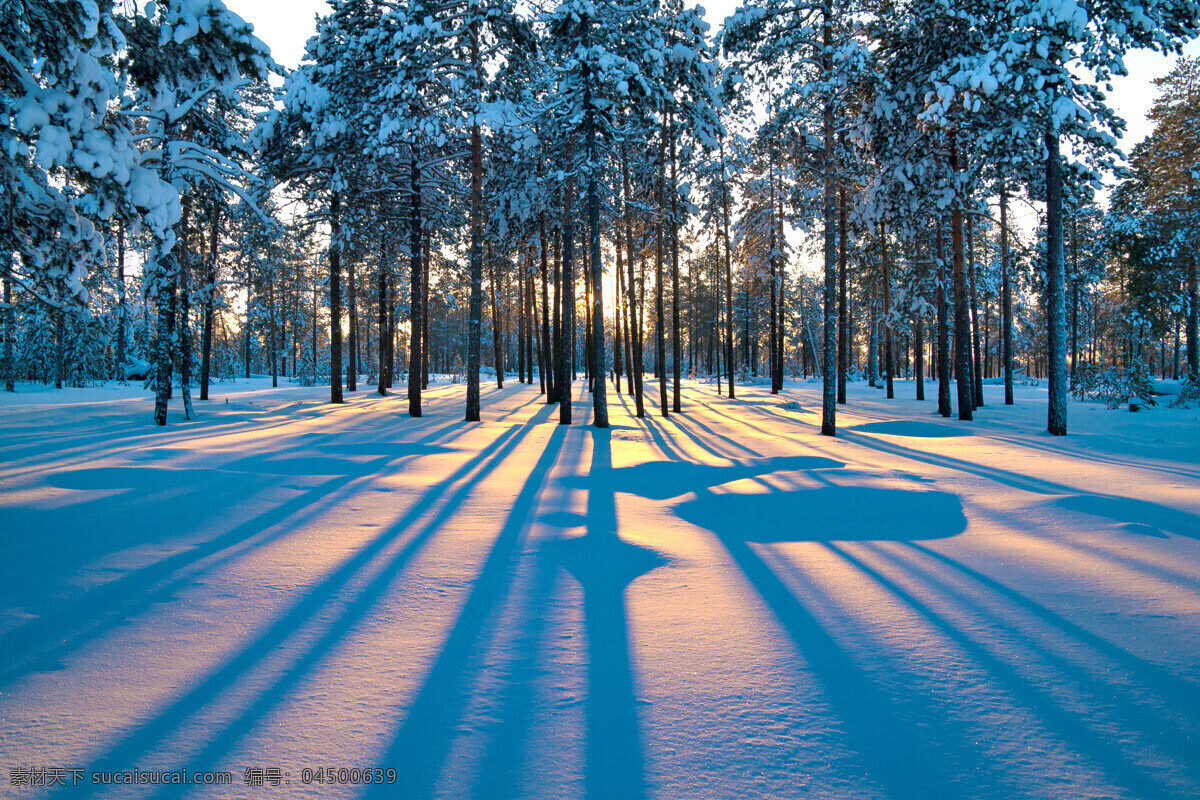 冬天 日出 下 树木 雪地 美景 风景 自然风光 自然风景 自然景观 黑色