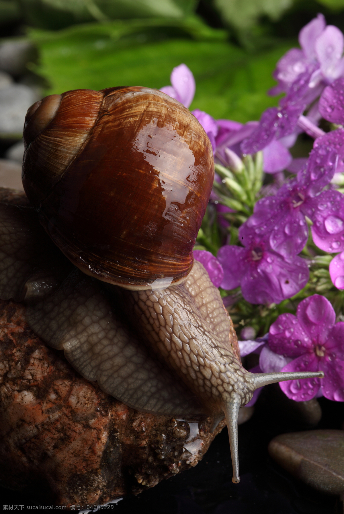 蜗牛 动物 爬行 无脊椎动物 花纹 触角 贝壳 美丽 鲜花 花朵 昆虫世界 生物世界 黑色