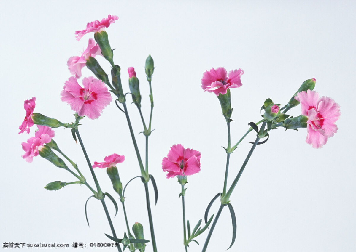 花免费下载 插花 插花艺术 高清花朵 花 花朵 花朵花束 浪漫花朵 玫瑰 情人节花 水珠 鲜花装饰 节日素材 情人节七夕