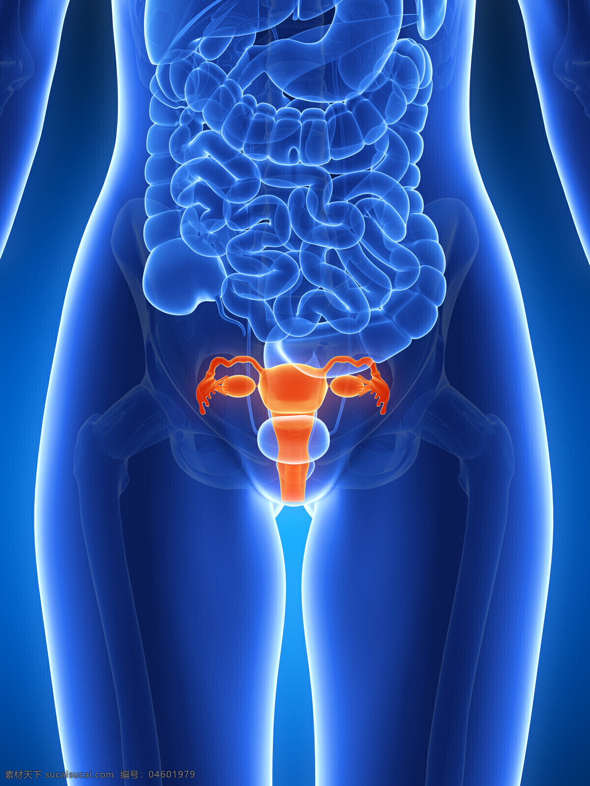 子宫人体器官 子宫 人体 人体器官 人体组织 人体结构 医学 医疗 科学 医疗护理 现代科技