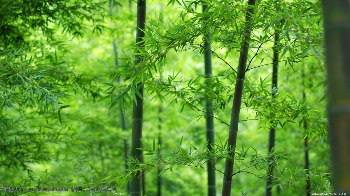 竹林 竹 竹子 竹叶 竹海 植物 自然景观 自然风景 竹子近景