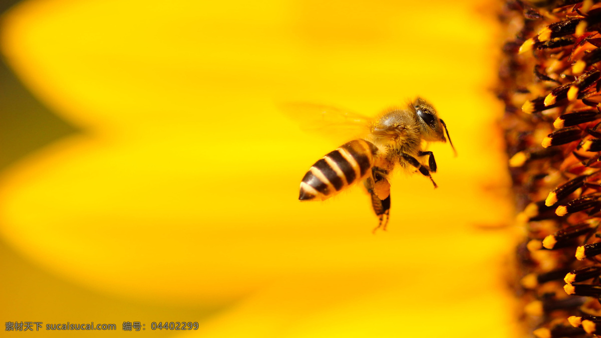 蜜蜂花间采蜜 蜜蜂 蜂蜜 背景 插图 蜂箱 昆虫 养蜂 蜂巢 养殖 蜂蜡 蜂窝 养蜂场 养蜜蜂 蜜蜂养殖 养殖业 小蜜蜂 花间蜜蜂 花间隐者 蜜蜂采蜜 采蜜 花园 蜂子 采花 油菜花 春天 花卉 花朵 田园 生物世界