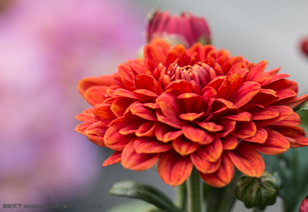 菊花 秋菊 艳丽 绚丽 娇艳 秋天 秋色 秋菊图 生物世界 花草 红色