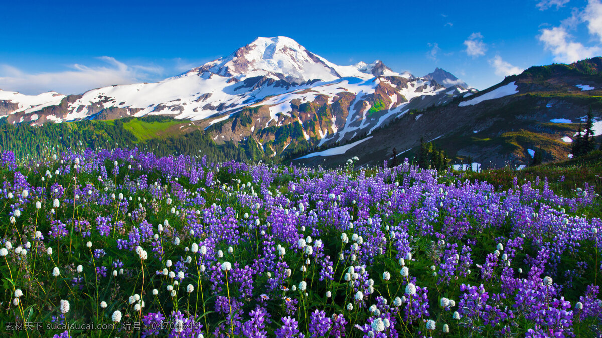 薰衣草 风景 紫色 蓝天 白云 旅游摄影 自然风景