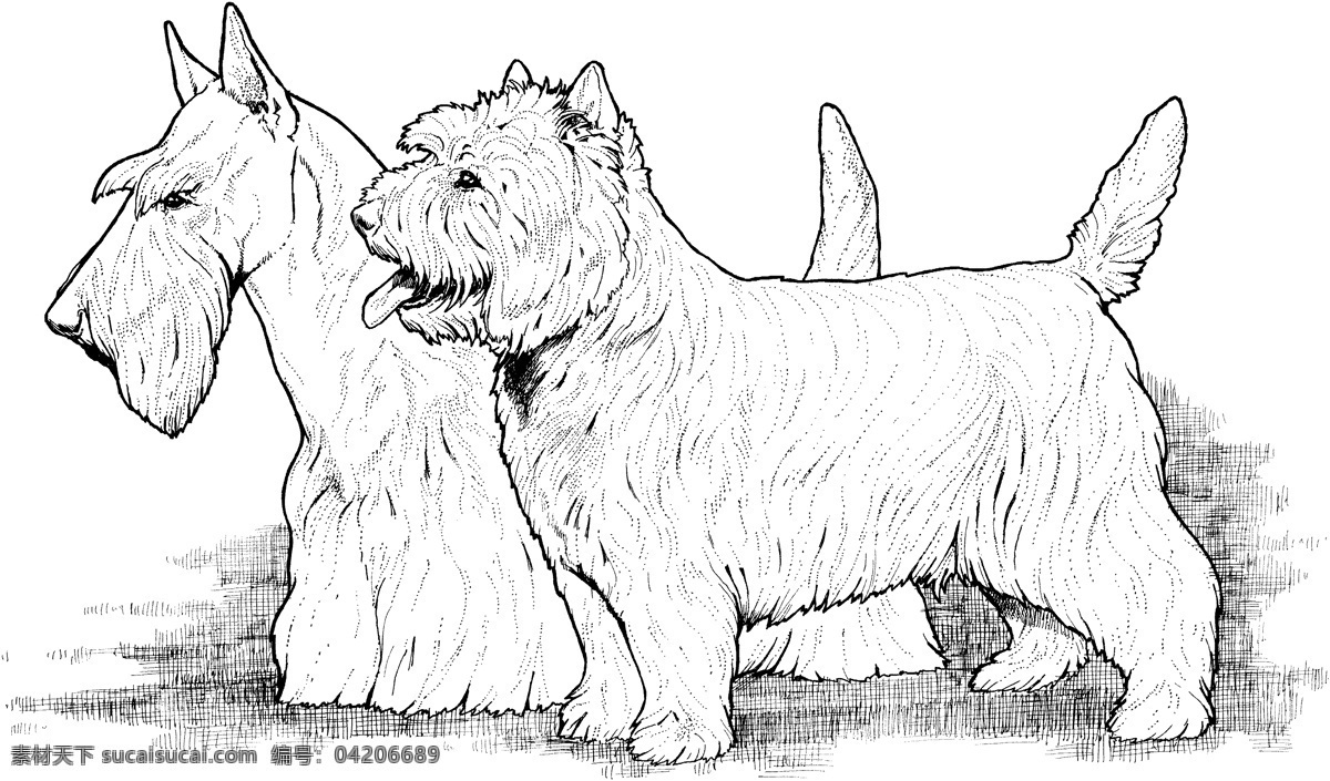 dog 犬科动物 狗 动物素描 动物手绘画 设计素材 动物专辑 素描速写 书画美术 白色