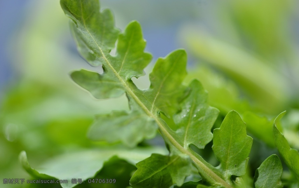 荠荠菜 野菜 挖荠荠菜 三角草 香荠 护生草 菱角菜 天然 绿色 地菜 荠草 草本 植物 佳肴 营养 药用 珍馐 炝拌芥兰苗 炝拌荠荠菜 炝拌山野菜 炝拌野菜 芥蓝苗 山野菜 生物世界 蔬菜