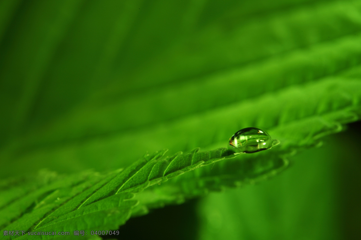 草 花草 环保 露水 绿草 绿色 绿叶 绿叶底纹 水珠 水滴 青草 植物 植被 树叶 生态 花草主题 生物世界 花草高清图片 树木树叶 psd源文件