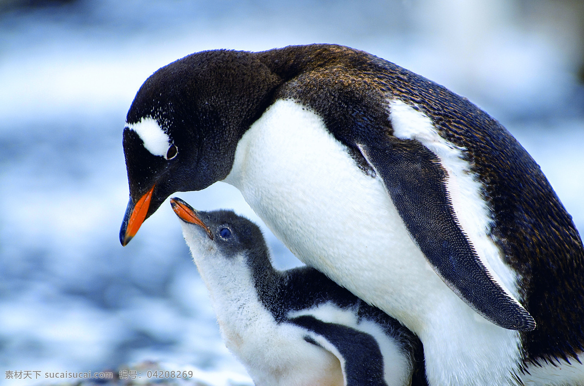 南极企鹅 企鹅 南极 南极洲 南极圈 寒冷 可爱 温情 旅游 鸟类 生物世界