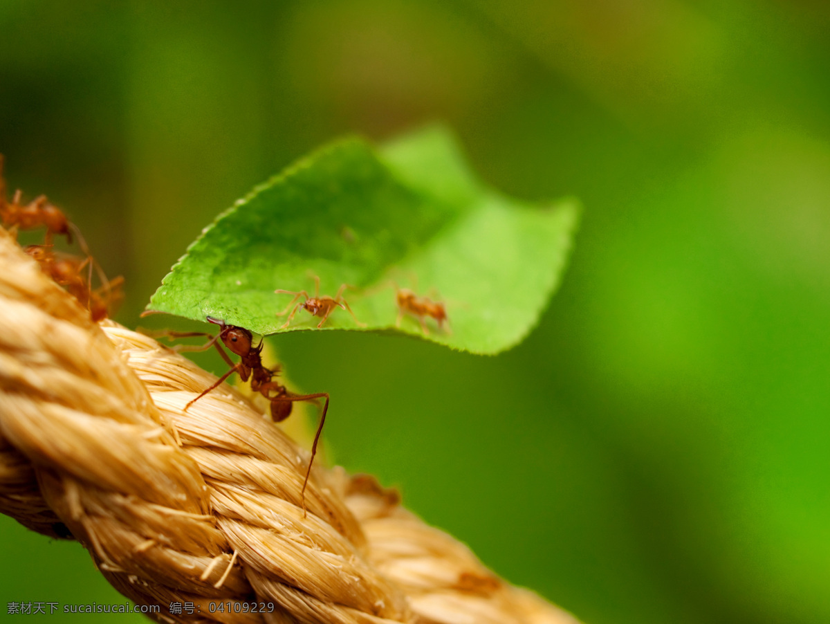 切 叶 蚁 昆虫 蚂蚁 蚂蚁素材 蚂蚁图片 生物世界 切叶蚁 昆虫摄影 昆蜉 昆虫科 蚁类