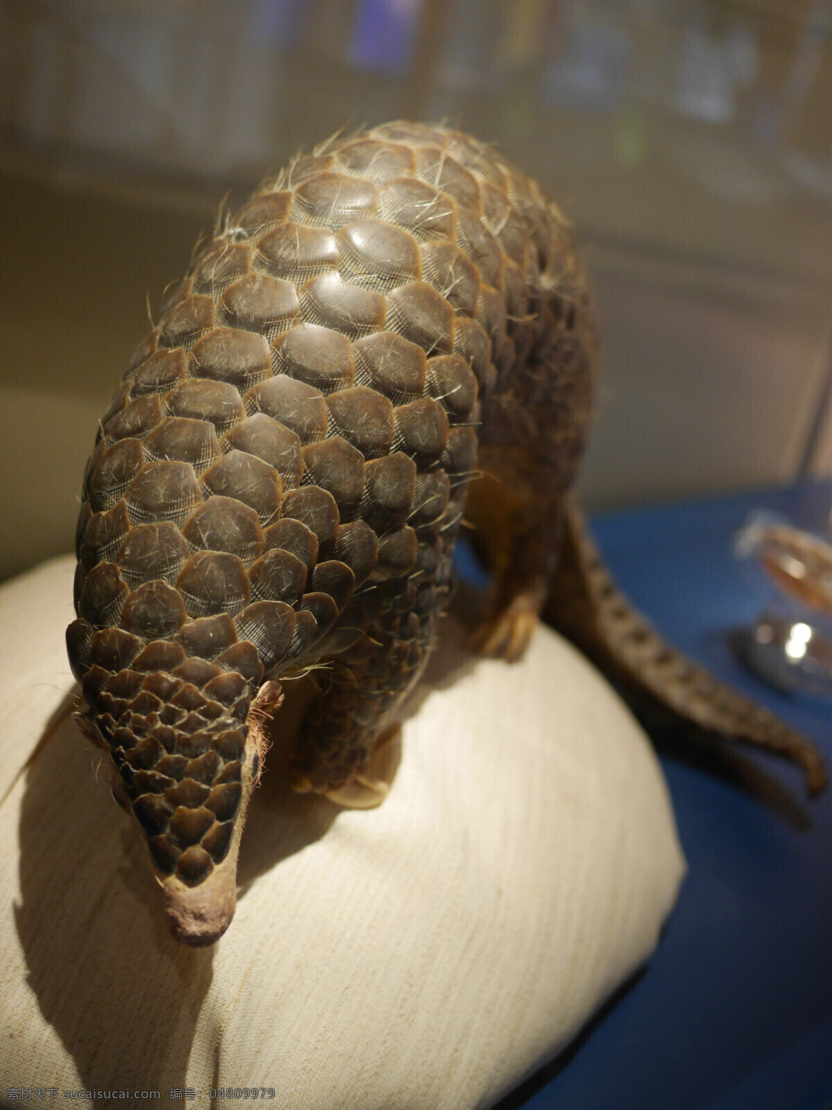 穿山甲动物 模型 硬 动物 历史 遗迹 化石 展览 咖啡色 尾巴 生物世界 野生动物