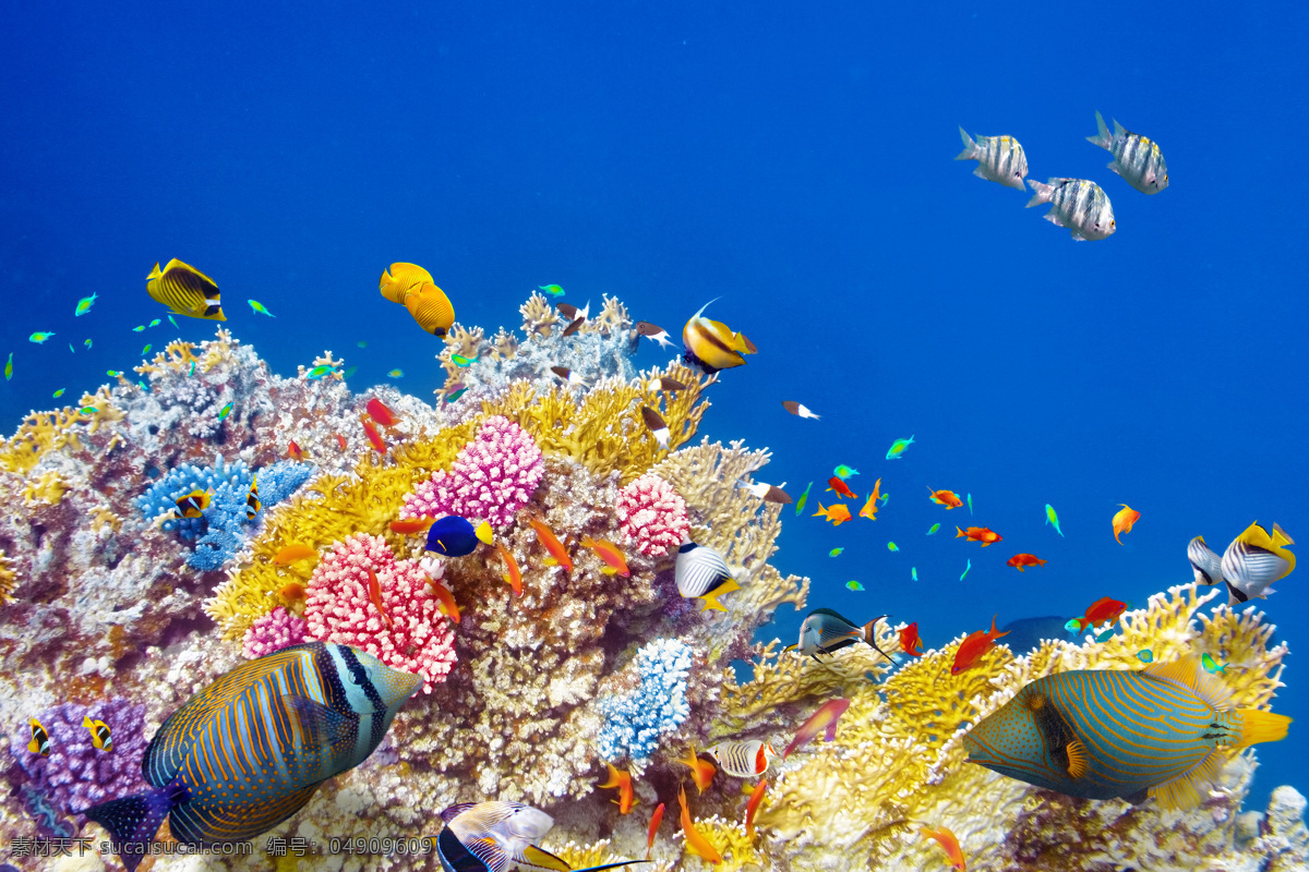 海底 世界 鱼群 珊瑚 海底鱼类动物 海底世界 海水 海洋生物 鱼类动物 海鱼 鱼类 大海图片 风景图片