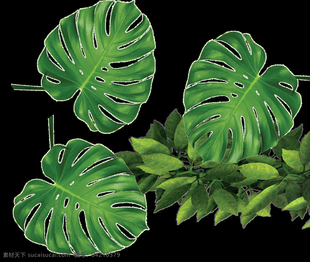 绿色 龟背 叶 元素 龟背叶 植物