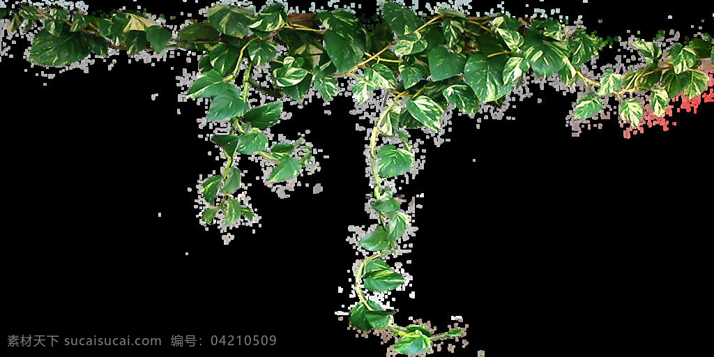 藤条 植物 免 抠 透明 图 层 藤条植物图片 树叶图片 美丽植物图片 大全 大图 唯美 小 清新 手绘植物图片 花卉图片 背景图片 品种 名称