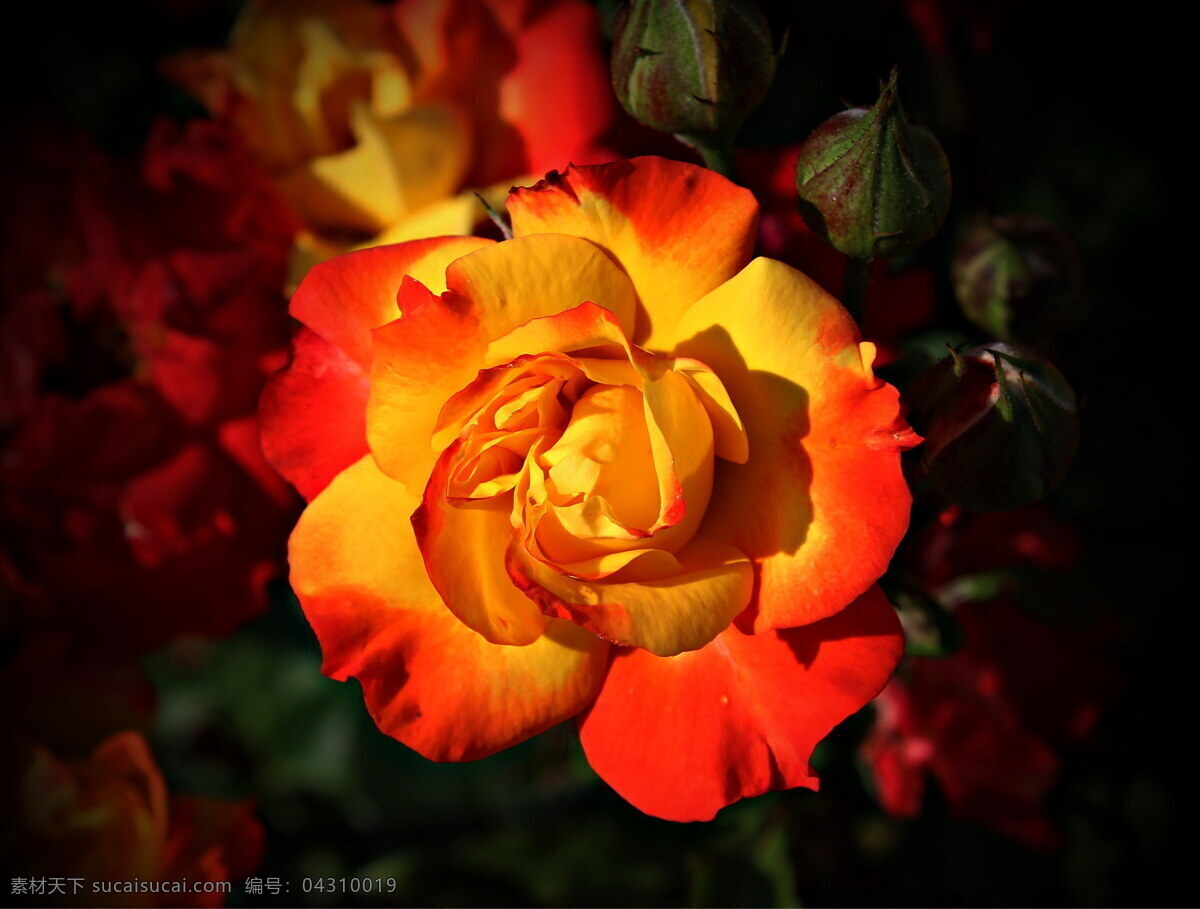 支 玫瑰花 高清 玫瑰 一支玫瑰 花朵 植物花朵