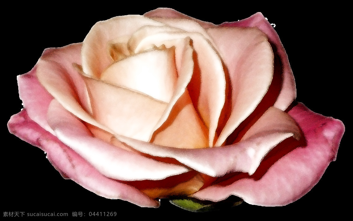 粉色 玫瑰 花朵 图案 玫瑰花 植物 情人节 鲜花 装饰 复古色调