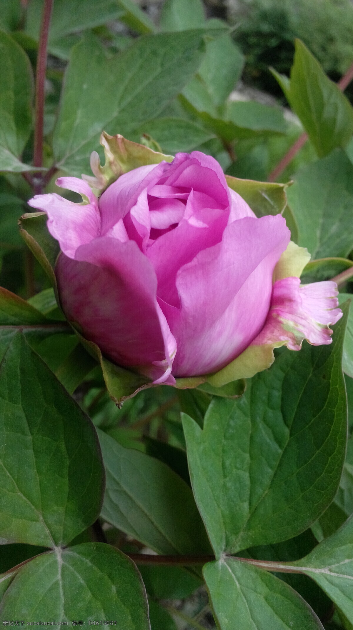 牡丹 花 绿叶 春天 富贵 花开 花美 含苞欲放 花草 生物世界