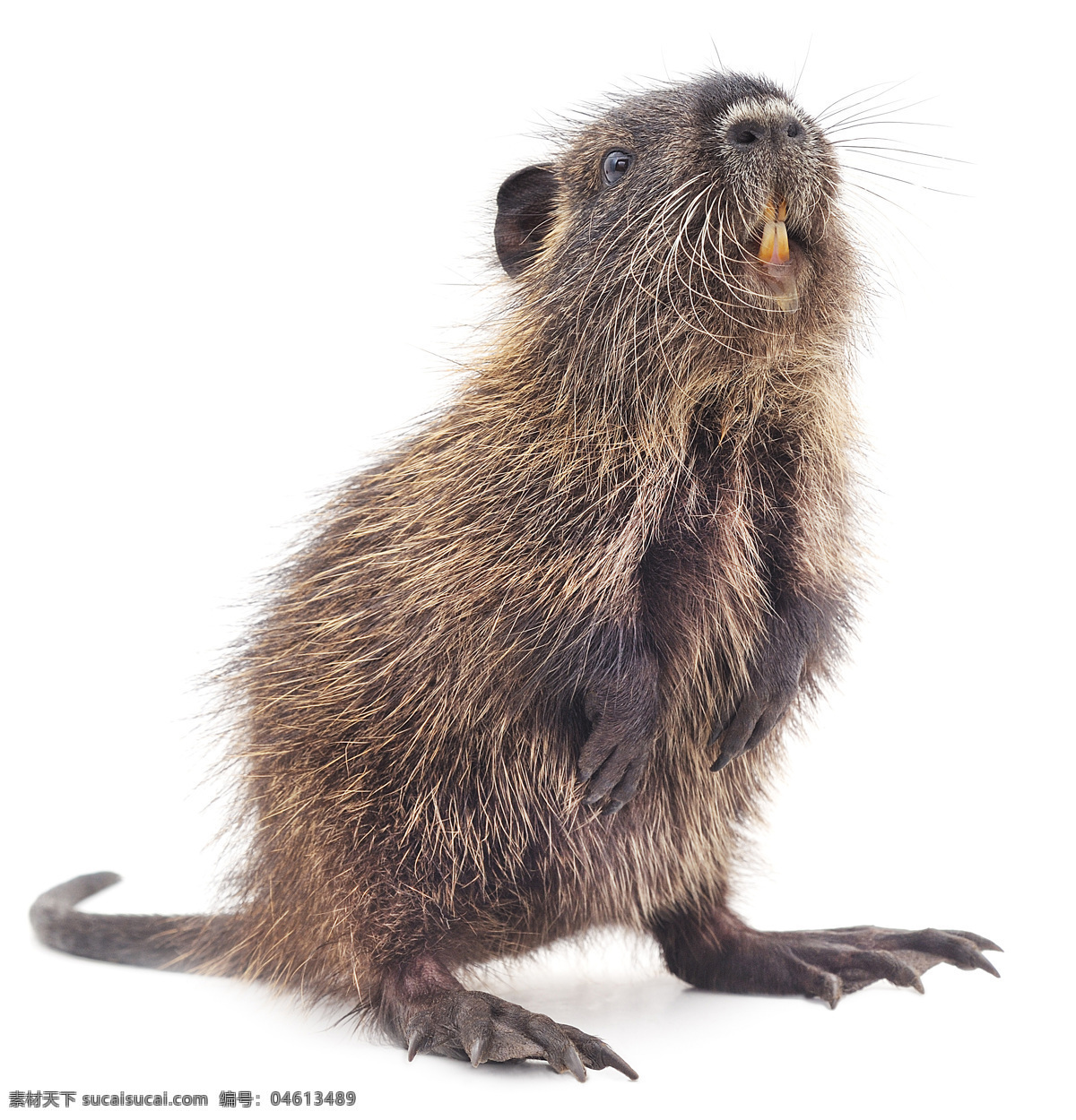 海狸鼠 河狸鼠 狸獭 沼狸 动物 竹鼠 生物世界 野生动物