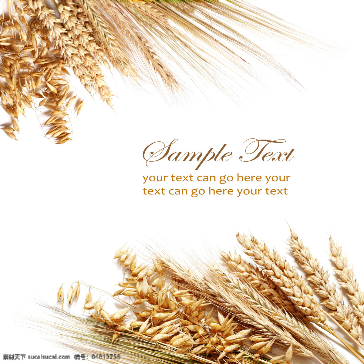 成熟的小麦 唯美 清新 小麦 麦子 秋天 秋景 生物世界 树木树叶