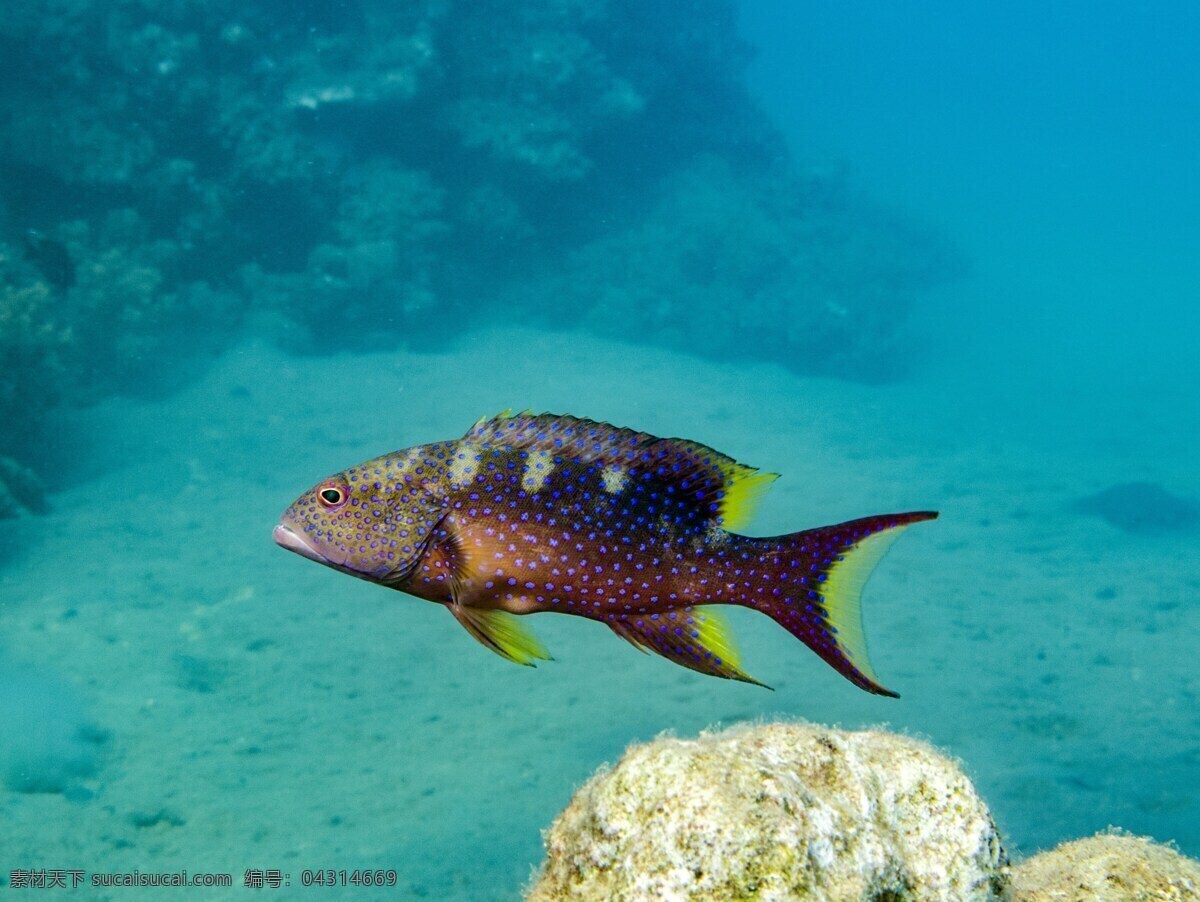 深海热带鱼 热带鱼 深海鱼 热带深海鱼 海鱼 海底生物 观赏鱼 鱼 水生 海洋生物 大海 海洋 海 水生动物 生物世界