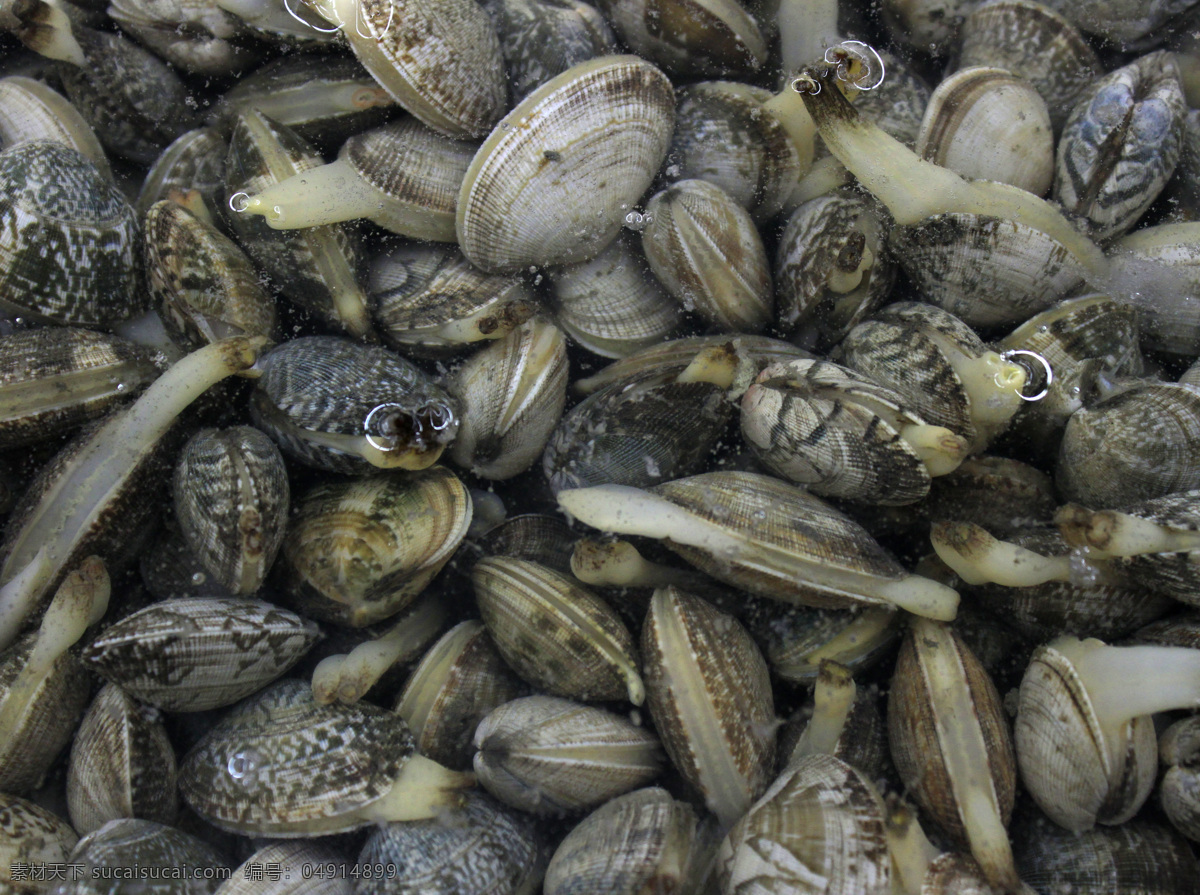牡蛎高清大图 高清摄影 摄影图 高清大图 水产摄影 牡蛎 蛤蜊 生蚝 蚌壳 蚌 海鲜贝类 海产品 水产食材 食物 餐饮美食 海鲜 黑色
