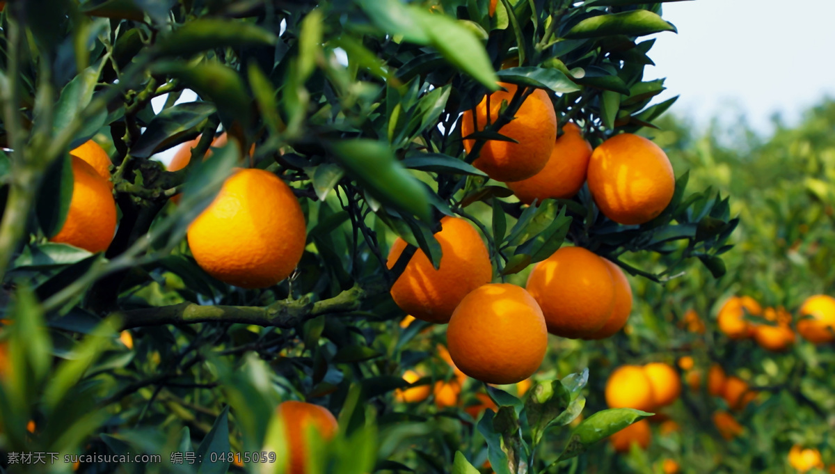 橙子 高清 果园 脐橙 采摘 柑橘 橘子 水果 果树 丰收 收获 桔子 农业 种植 经济作物 新鲜水果 赣南脐橙 生物世界