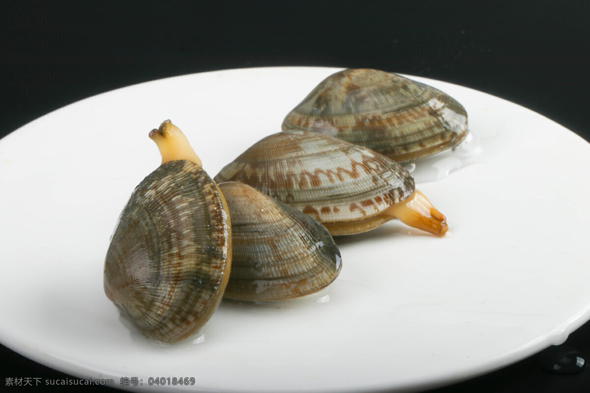 新鲜蛤蜊 花甲 花蛤 蚬子 文蛤 海鲜水产 鲜活 餐饮美食