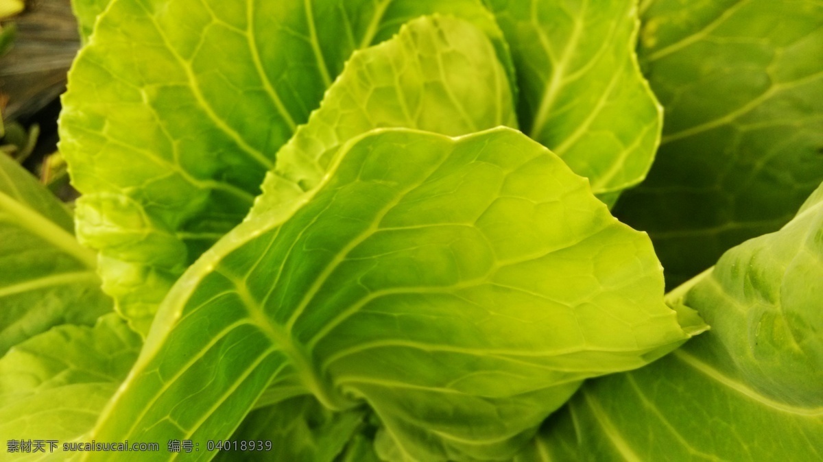 绿底纹 绿叶 生菜 蔬菜 包菜 卷生菜 生菜种植 生菜种子包装 绿色生菜 生物世界